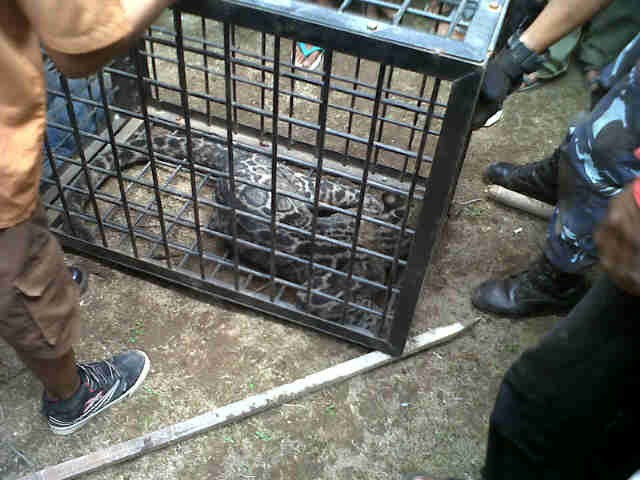 Macan dahan yang berhasil ditangkap warga di Geragai, Tanjab Timur